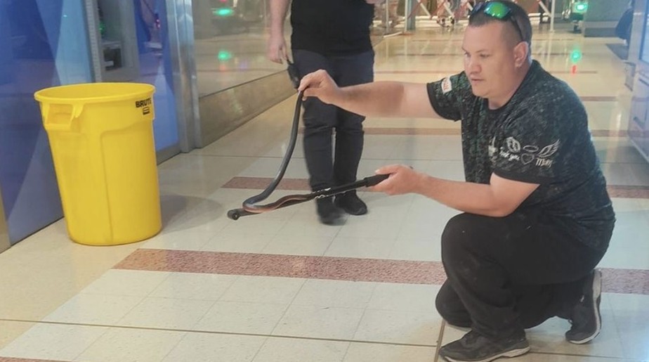 Cobra venenosa que passou dias no maior shopping center da Austrália do Sul sendo capturada
