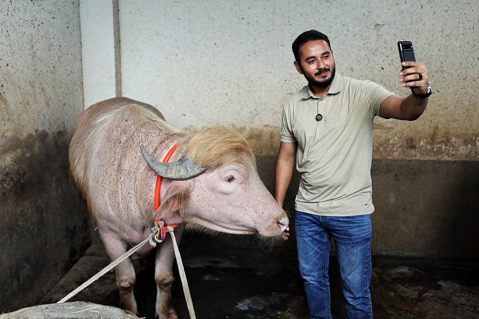 Um visitante tira uma selfie com b&uacute;falo apelidado em homenagem ao presidente dos Estados Unidos, Donald Trump. &mdash; Foto: Mushfiqul Alam/NurPhoto via Getty Images