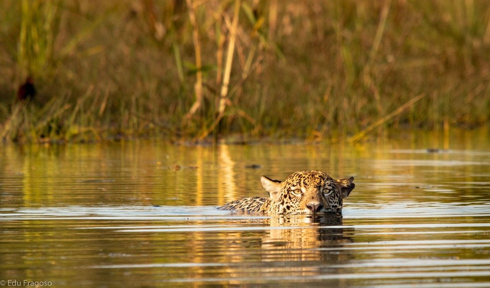O Pantanal é considerado a maior área úmida continental do planeta — Foto: Edu Fragoso/Documenta Pantanal