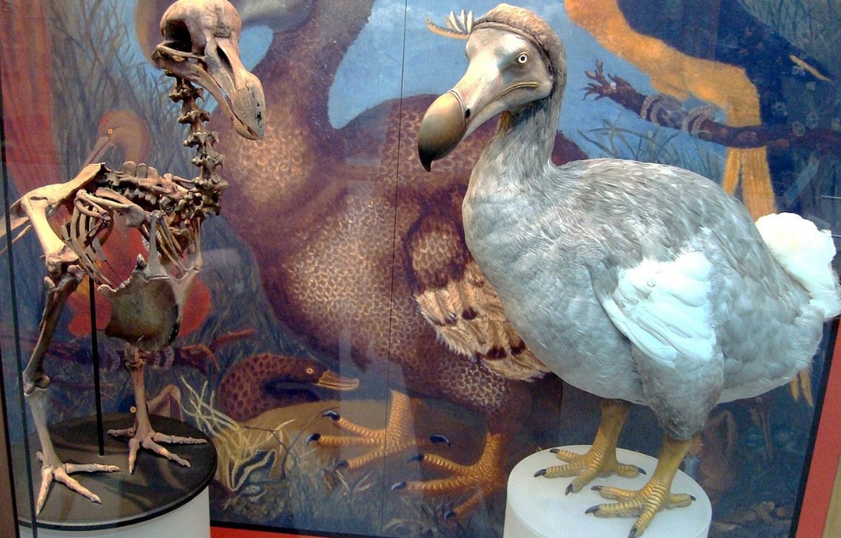 Desextinção: Conheça 6 animais extintos que a ciência quer trazer de volta