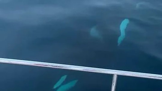 Ambientalista a bordo de barco atacado por orcas apela contra 'demonização' dos golfinhos
