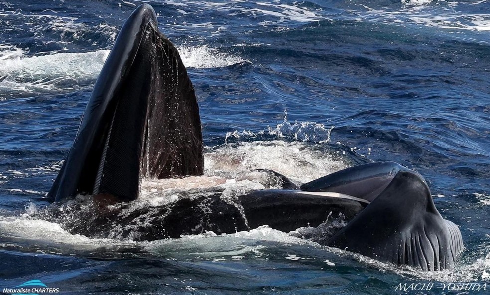 Momento em que uma das orcas faz um ataque frontal na boca da baleia-azul — Foto: Machi Yoshida