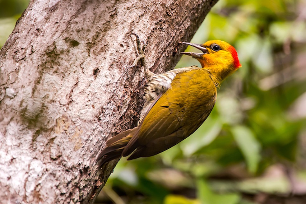 Pica-pau-bufador: importantes para a biodiversidade local, espécies levaram à criação de áreas de proteção ambiental (APA) em SP. — Foto: WikimediaCommons