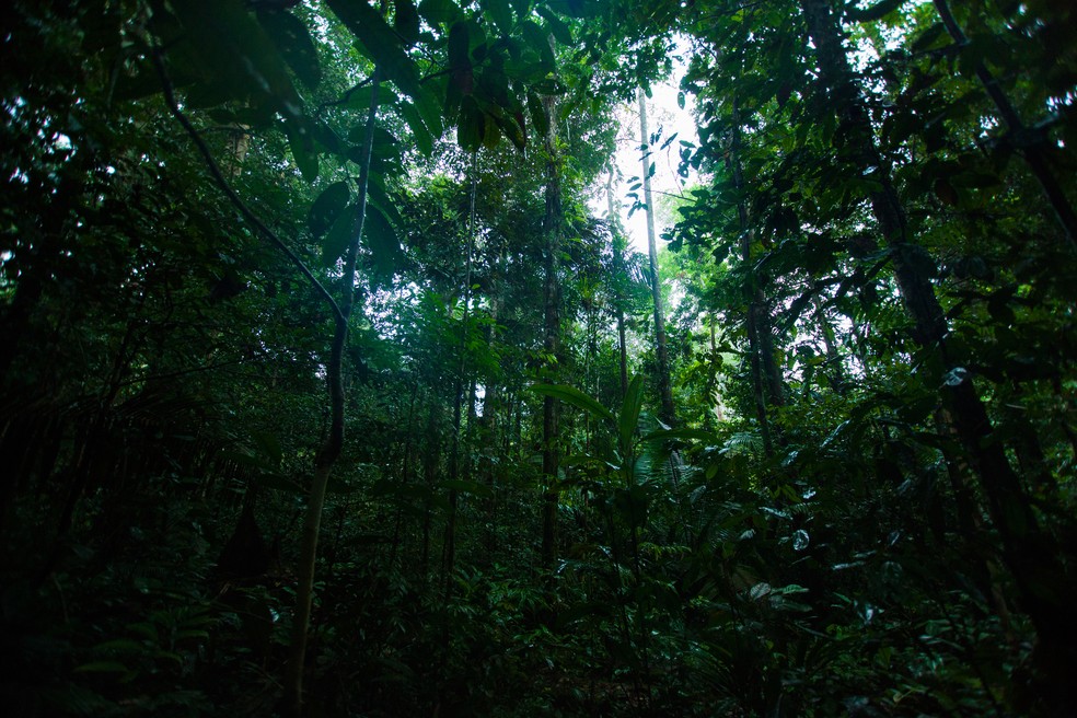 Amazônia colombiana teve queda drástica de desmatamento em 2022 — Foto: Getty Images
