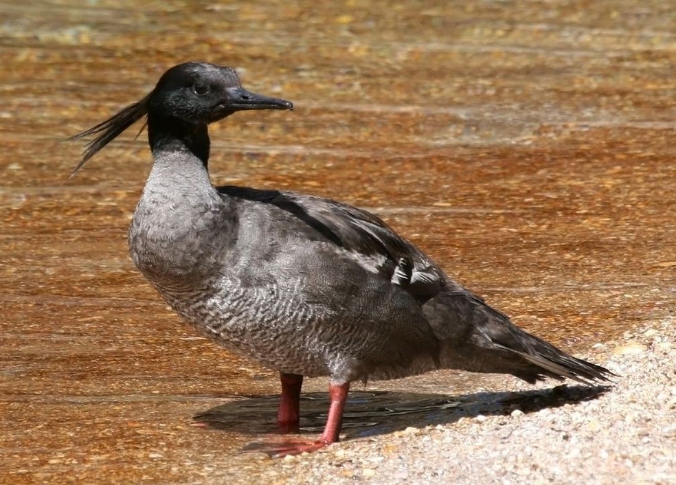 Pato-Mergulhão (Mergus octosetaceus), ave criticamente ameaçada, atua como bioindicador ambiental. — Foto: Sávio Freire Bruno/WikimediaCommons