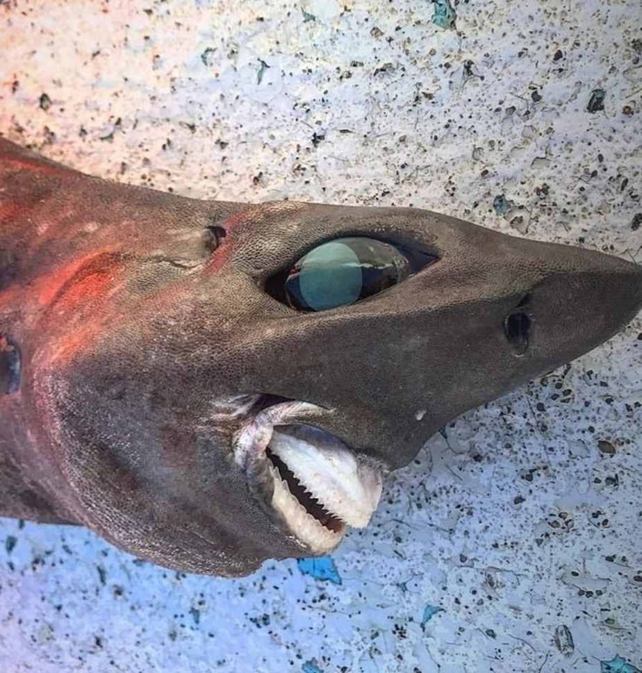 Sem querer, pescador pega tubarão inusitado que vem das profundezas, Biodiversidade