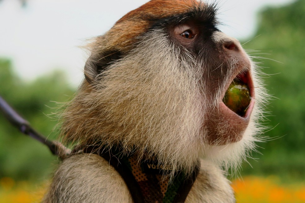 Macaco comendo uma fruta em Uganda, na África — Foto: Unsplash/ Caleb Ellis