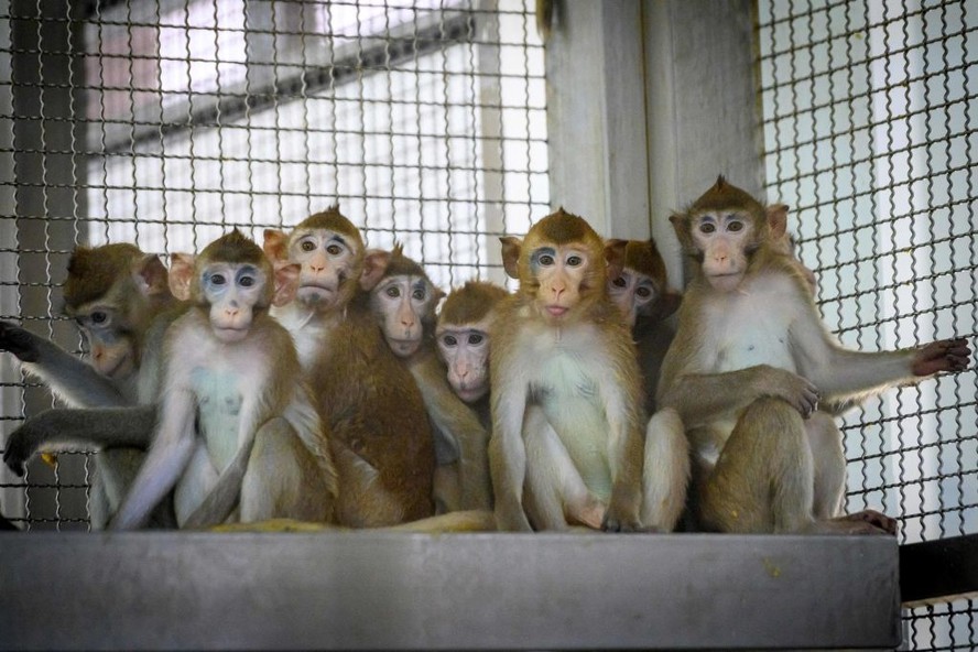 Plano para construir maior “fazenda de macacos de laboratório” nos EUA ...