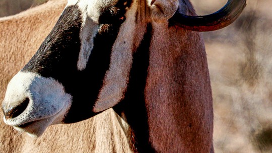 Antílope africano sobrevive com chifre perfurando próprio pescoço; confira imagens 