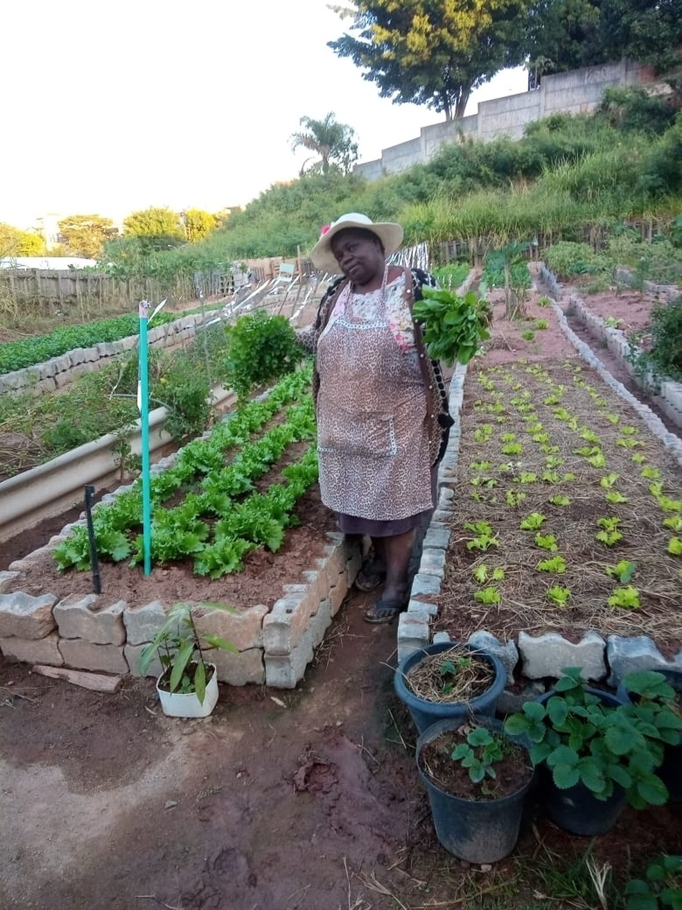  Ionice de Fátima Cassimiro, agricultora urbana em Osasco, Grande SP. — Foto: Acervo pessoal