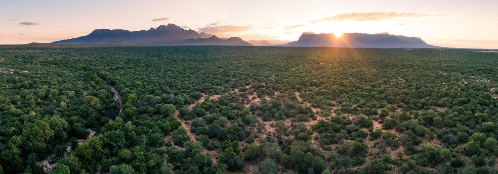 Floresta na África do Sul . Países africanos querem usar preservação de recursos naturais para atrair investimentos estrangeiros. — Foto: Nicholas Brink/GettyImages