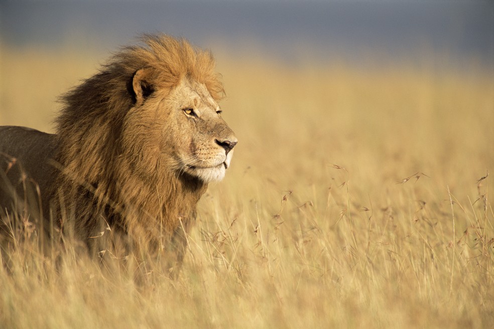 População de leões na África caiu 90% em 100 anos, diz a WWF — Foto: Getty Images 