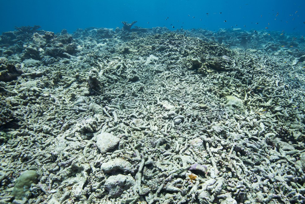 Branqueamento de corais: planeta já perdeu 14% de seus corais desde 2009 devido ao aumento da temperatura no mar. — Foto:  Sirachai Arunrugstichai/ GettyImages