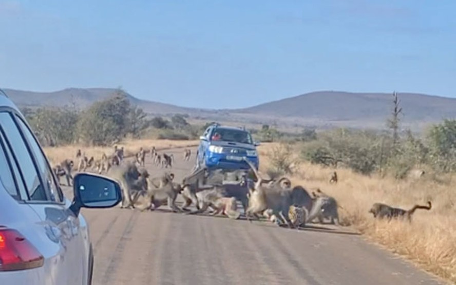Cena da briga entre um leopardo e 50 babuínos