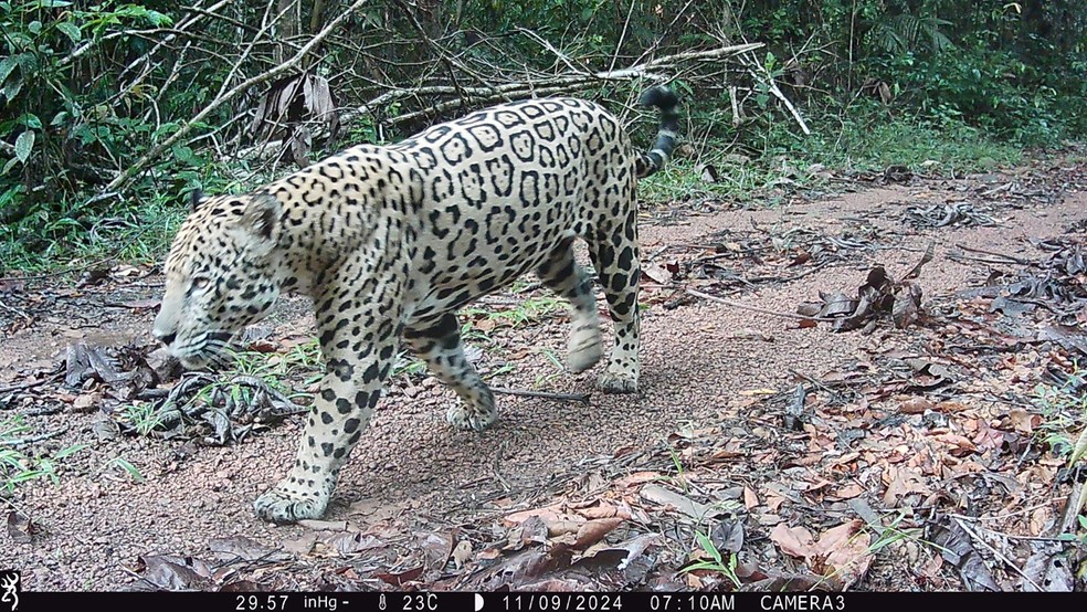 Onça pintada é flagrada por câmera trap — Foto: Divulgação