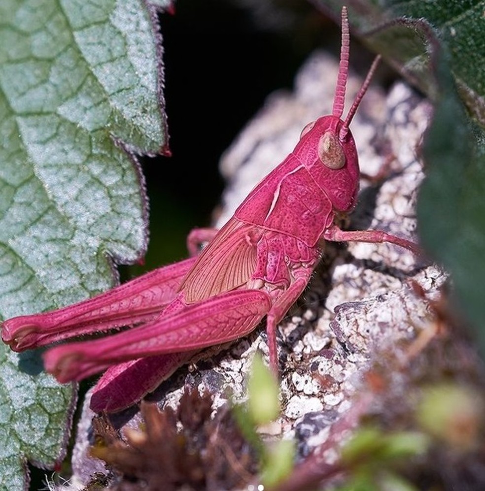 Grilo rosa chama a atenção e é mais facilmente avistado por predadores — Foto: Gary Phillips