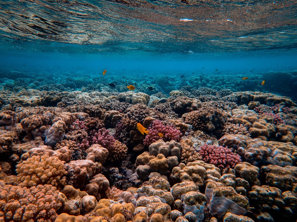 Ameaça: aquecimento dos oceanos nas próximas décadas deve intensificar o branqueamento dos corais. — Foto: Francesco Ungaro / Pexels