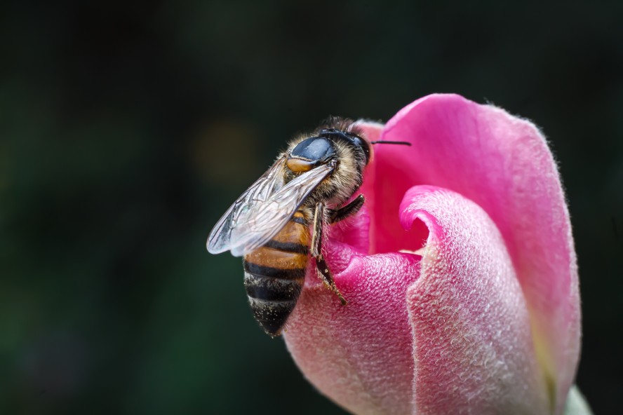 Herdeiras selvagens das abelhas selvagens britânicas são reencontradas em Woodstock