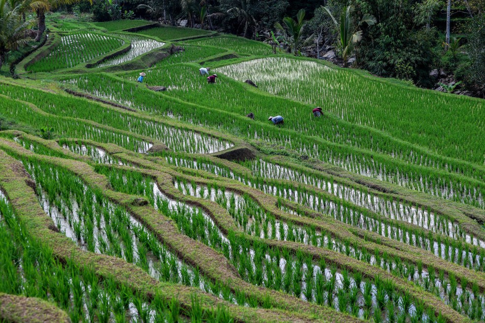 Plantação de arroz em terraços utilizando sistema Subak em Bali, na Indonésia — Foto: Getty Images