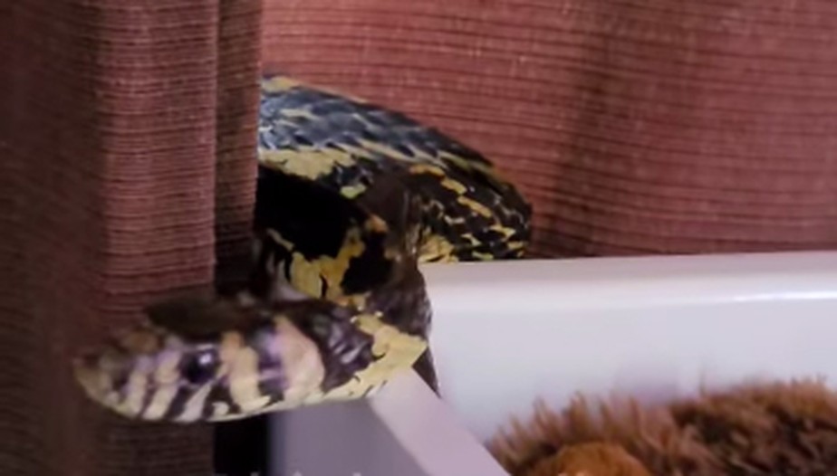 Cobra caninana encontrada em berço de bebês em Santa Catarina