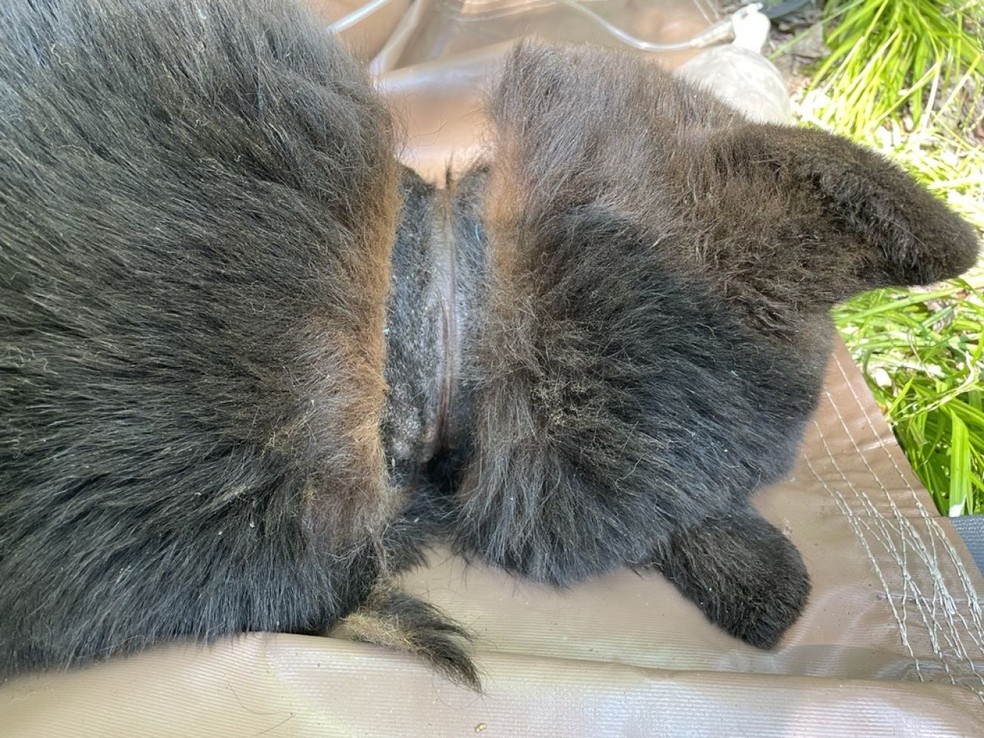 Biólogos de Michigan descobriram que o urso havia desenvolvido cicatrizes e um abscesso no pescoço ao removerem a tampa plástica.  — Foto: Departamento de Recursos Naturais de Michigan