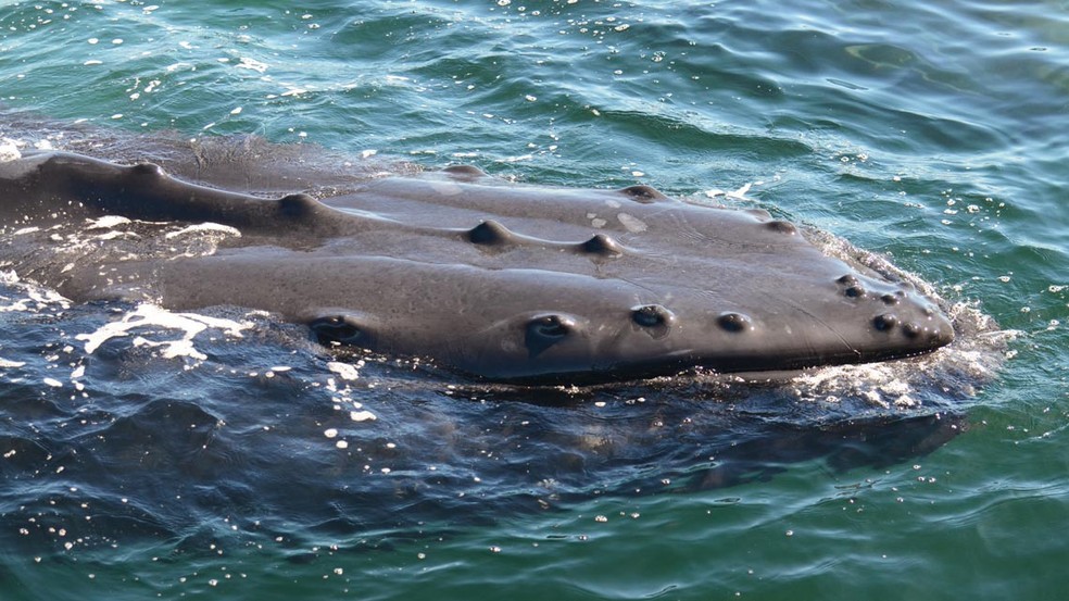 A cabeça achatada e as protuberâncias facilitam o reconhecimento das baleias-jubarte  — Foto: Marcos César de Oliveira Santos / USP