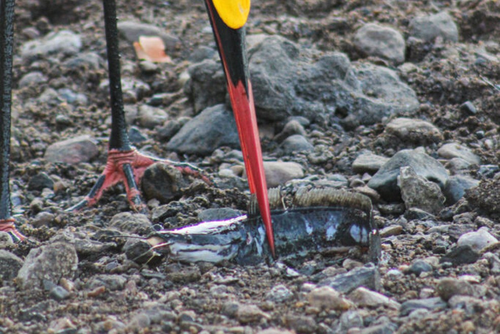 Cegonha com o peixe que havia capturado. — Foto: Reprodução