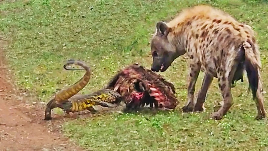 Lagarto-do-nilo (Varanus niloticus) enfrenta hiena por carcaça de zebra