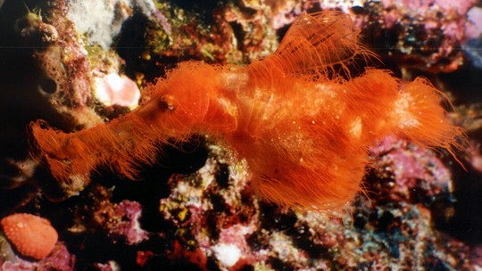 Novo peixe 'cabeludo' é descoberto na Grande Barreira de Corais — e lembra personagem da Vila Sésamo