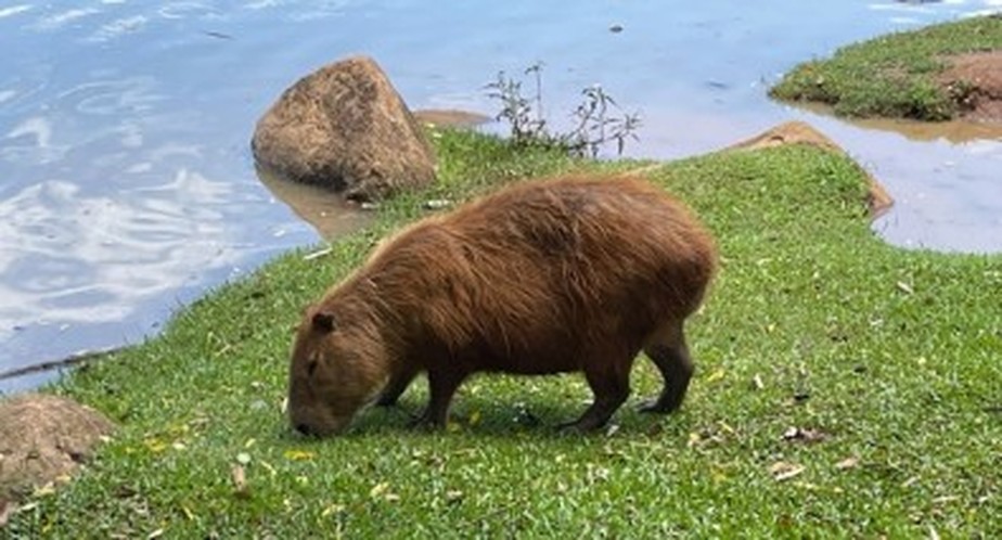 Enzimas descobertas no intestino da capivara podem facilitar o