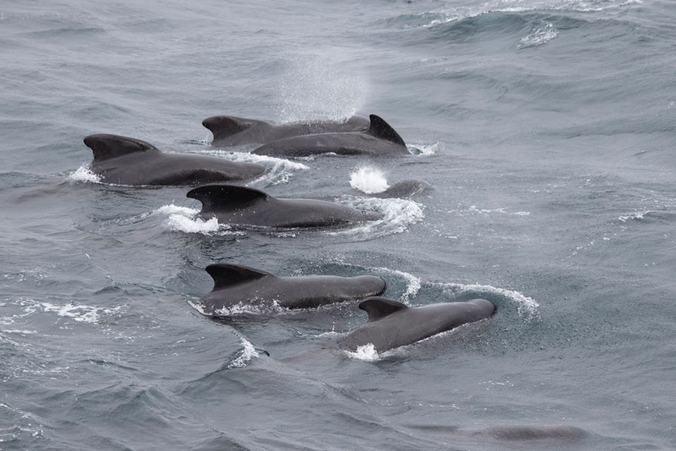 Expedição do IODP (International Ocean Discovery Program) pela costa da Noruega em 2021 avista baleias piloto — Foto: Carlos Alvarez Zarikian IODP JRSO