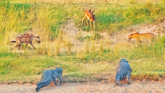 Leopardo, hienas e crocodilo fazem "cabo de guerra" para disputar antílope; veja