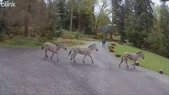 Quatro zebras escapam de trailer no meio de estrada e mobilizam população para captura; assista ao vídeo