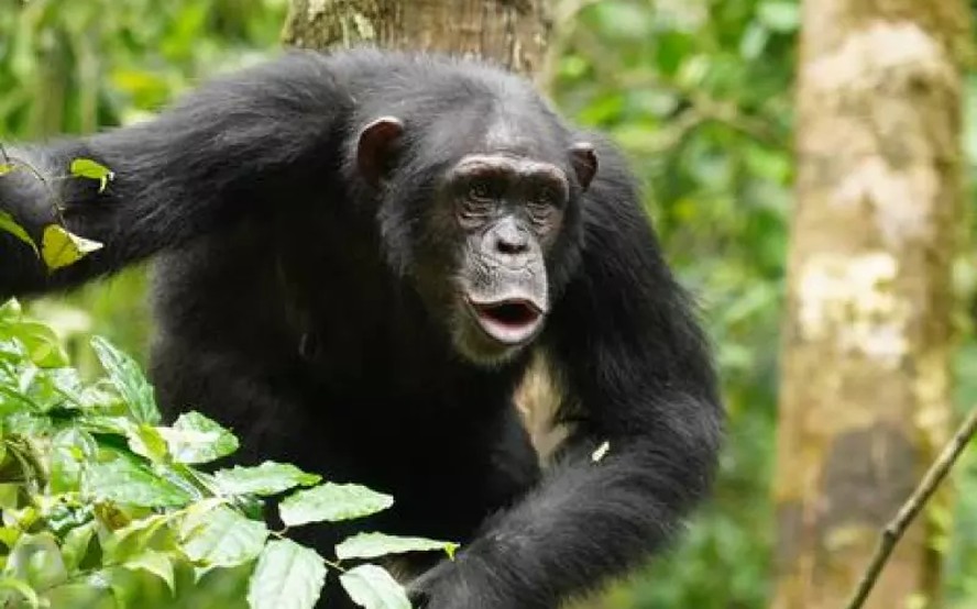 Um grupo de pesquisadores gravaram milhares de vocalizações feitas por chimpazés selvagens no Parque Nacional de Taï, em Ivory Coast