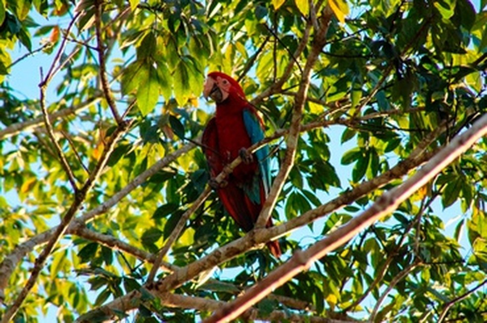 Filhote de arara-vermelha-grande explora mata próxima ao ninho — Foto: Cetas Porto Seguro/Ibama
