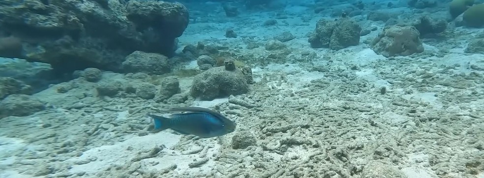 Peixe-trombeta escondido perto de um peixe-papagaio enquanto caça, em novo comportamento estudado por cientistas — Foto: Reprodução/YouTube