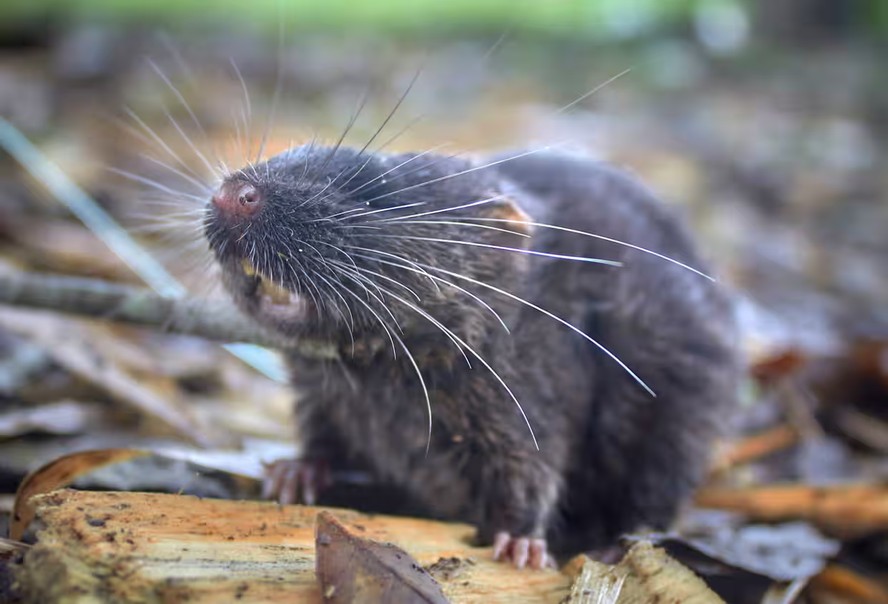 Pesquisadores descobriram uma nova espécie de rato anfíbio, que pertence a um grupo de roedores semiaquáticos considerados um dos mais raros do mundo.