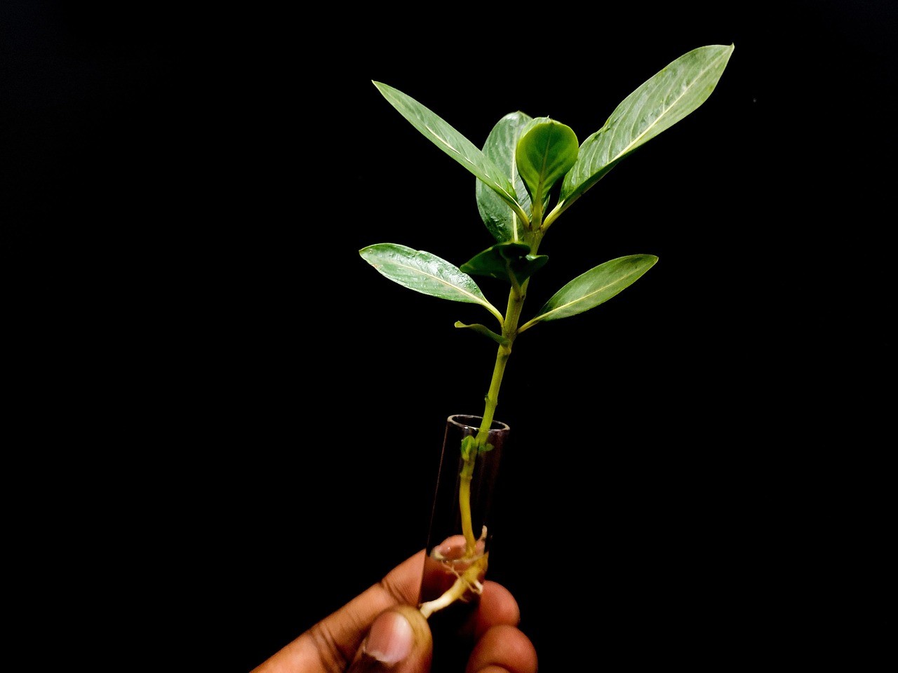plant-6930311-1280-1-.jpg