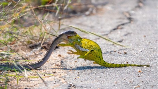 Não deu para "camuflar": fotógrafa captura momento em que camaleão é engolido inteiro por cobra; veja