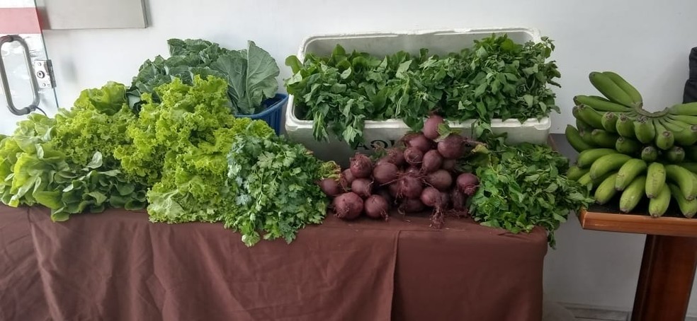 Alguns dos alimentos cultivados por Ionice, em Osasco. — Foto: Acervo pessoal