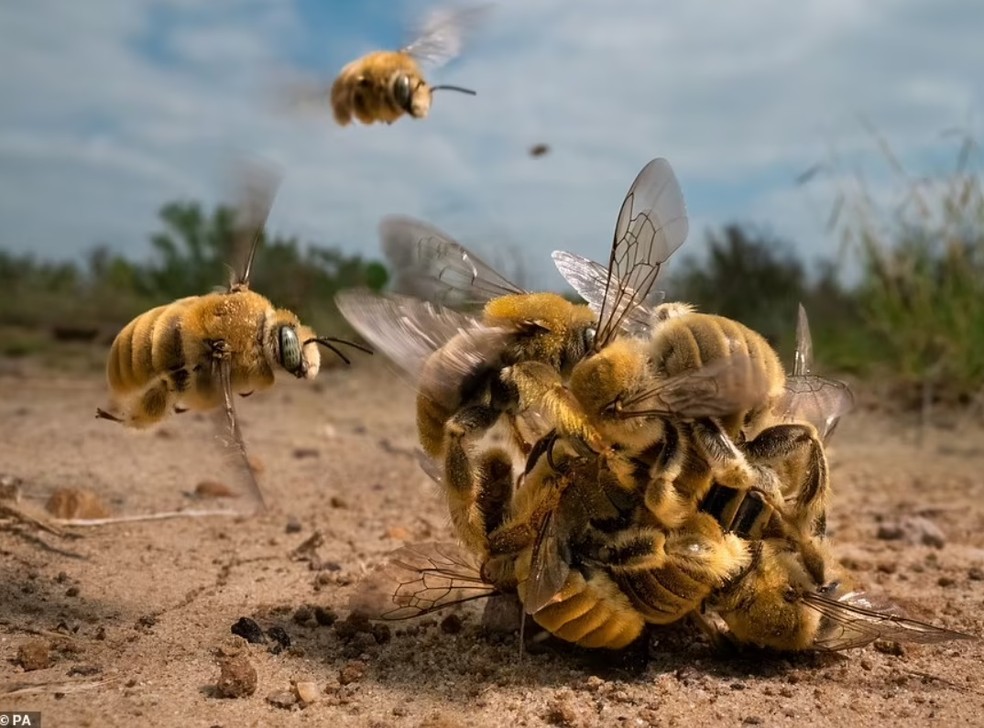 Drone wildlife cheap photography