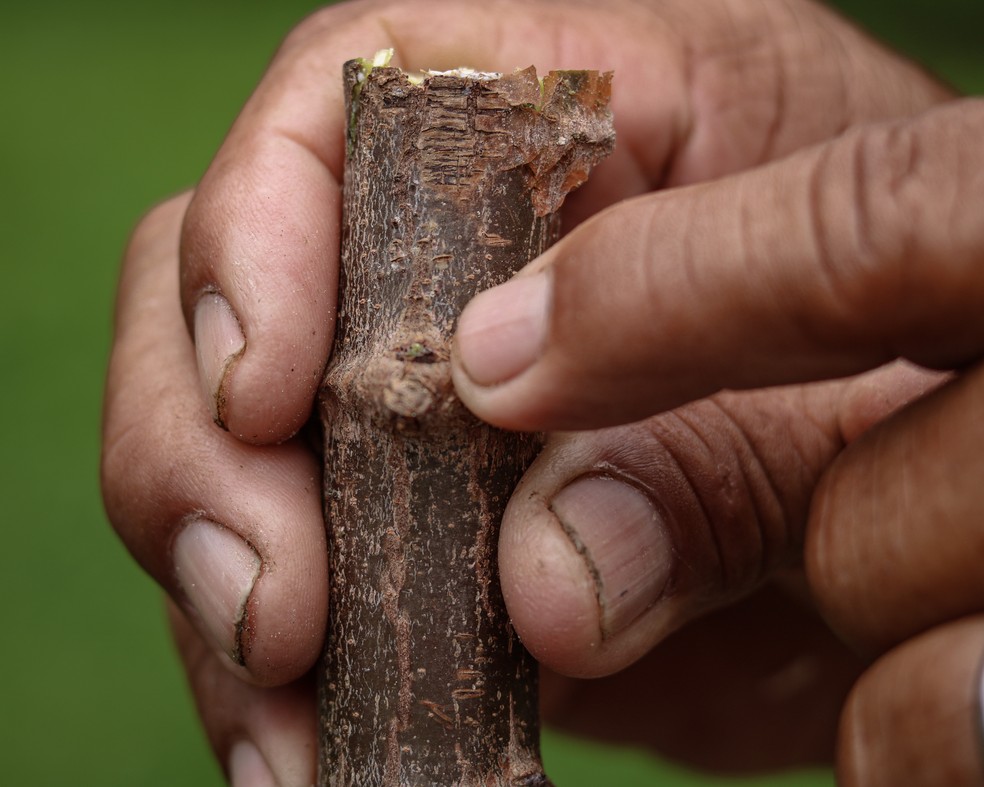 Valério shows where the maniva that will be planted to grow cassava is sprouting.