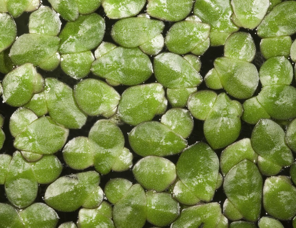 Landoltia punctata: uma das cinco espécies de lentilha d'água em estudo para a produção de biocombustíveis — Foto: United States Geological Survey, CC by-NC
