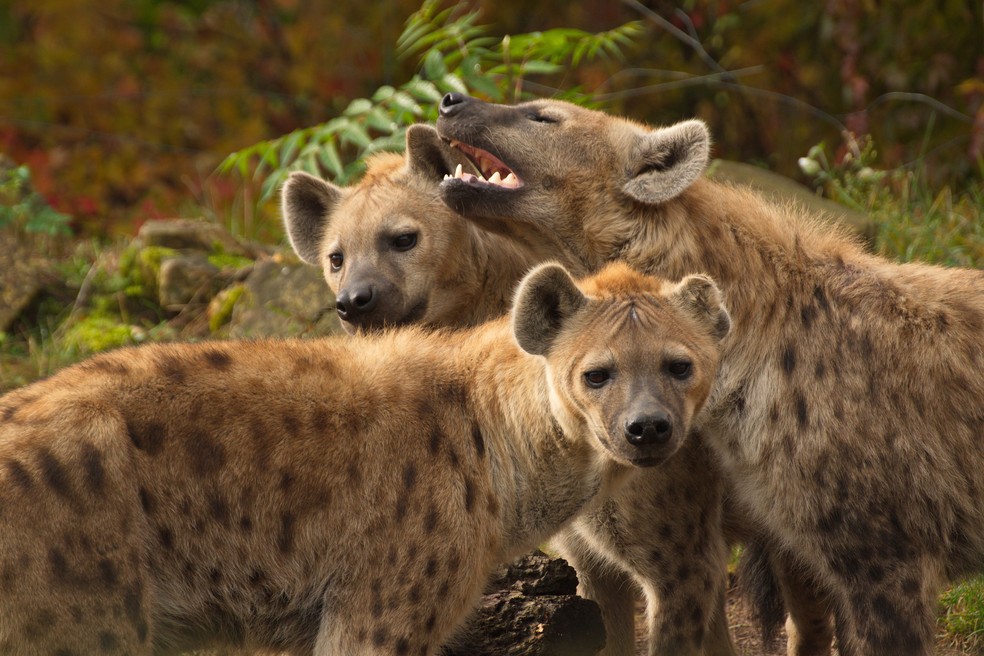Liderança feminina: conheça as rainhas do mundo animal