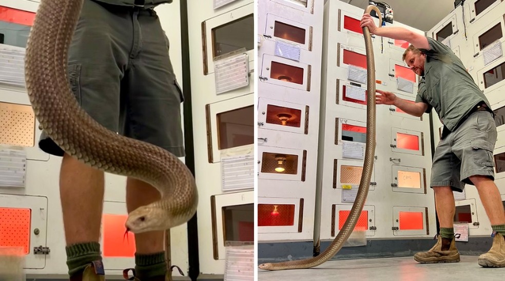 O gerente de operações Billy Collett com Titan, a cobra mais venenosa da Austrália já descoberta — Foto: Australian Reptile Park