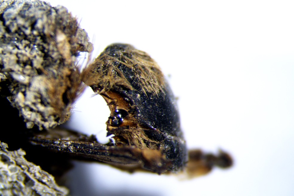 Abelhas do tipo Eucera encontradas na costa de Portugal. — Foto: Divulgação