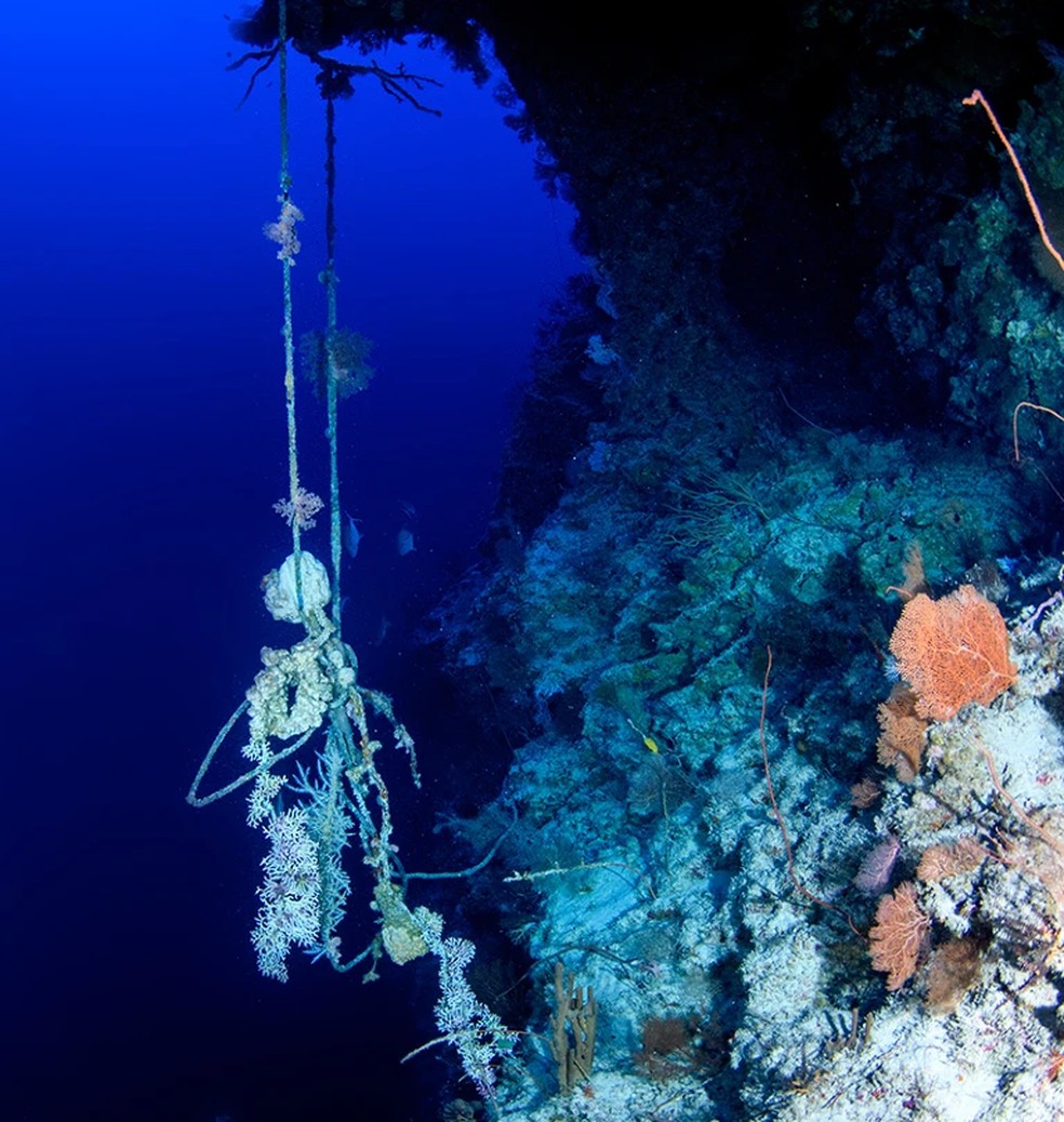 Linhas de pesca emaranhadas em um recife de 100 metros de profundidade no oeste do Pacífico  — Foto: Luiz A. Rocha, California Academy of Sciences
