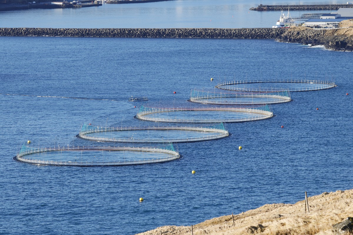 Mortalidade em massa entre salmões de cativeiro cresce no mundo todo ...
