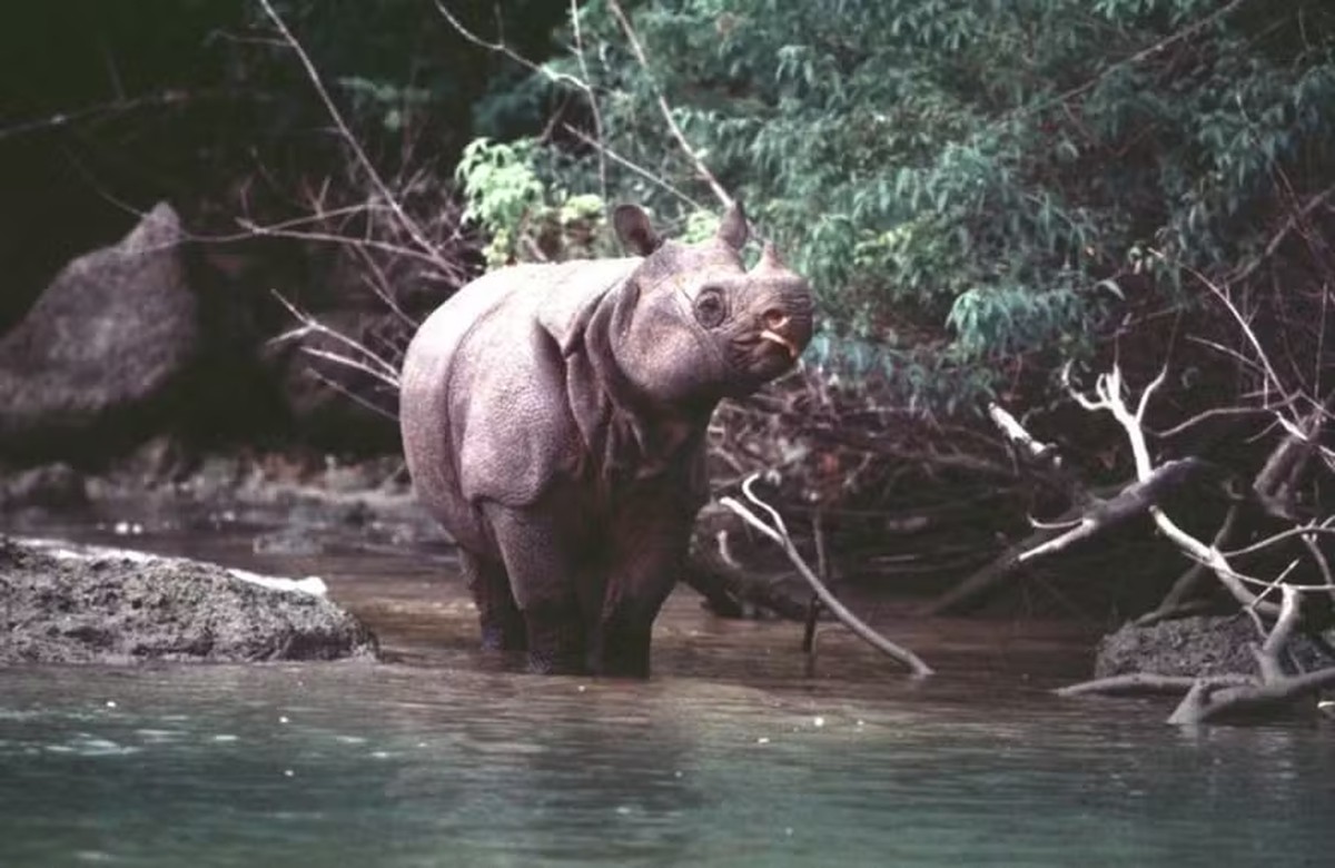 Apenas 50 rinocerontes desta espécie rara sobraram na natureza