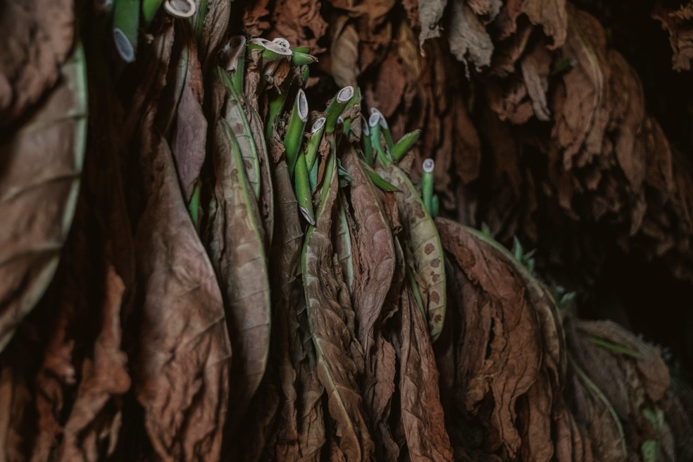 Folhas de tabaco secando &agrave; sombra &mdash; Foto: Alex Plesovskich